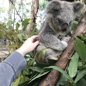 Koala Park Sanctuary - Zoos Near Me - West Pennant Hills, NSW Koala Park Sanctuary - Zoos Near Me - West Pennant Hills, NSW