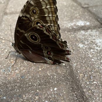 The Butterfly Place - A beauty in disguise. - Botanical Gardens Near Me - Westford, Massachusetts