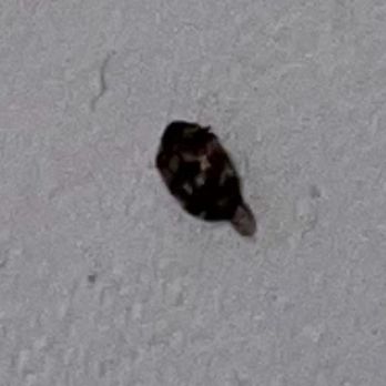 Postmark Apartments - Carpet beetle - Apartments Near Me - Stamford, Connecticut Postmark Apartments - Carpet beetle - Apartments Near Me - Stamford, Connecticut
