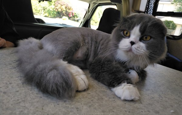 kitty a go go cat grooming