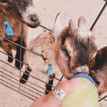 Center Grove Orchard - Feeding the BABY goats - Botanical Gardens Near Me - Cambridge, Iowa