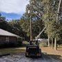 Photo of Duron Williamson's Tree Service