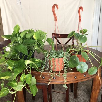 Avalon Nursery & Ceramics - Nurseries & Gardening Near Me - Los Angeles, California