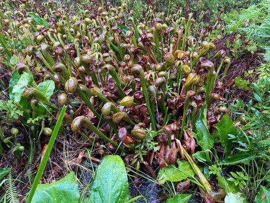 Darlingtonia State Natural Site by null