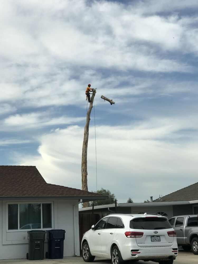 SIMPLY TREES - Updated September 2024 - 61 Photos & 131 Reviews - 1121 ...