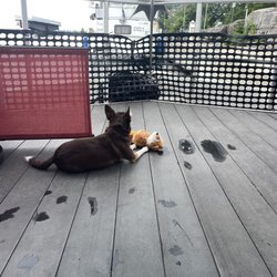 Egan Marine Houseboat Rentals - After a late morning rain, Gustavo rests with his fox on the foredeck.