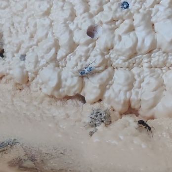Tactic Pest Control - Carpenter ants in insulation - Pest Control Near Me Tactic Pest Control - Carpenter ants in insulation - Pest Control Near Me