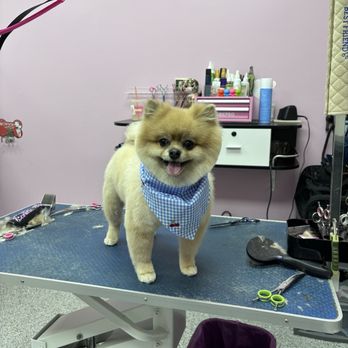 Bloomingtails Grooming - Pet Groomers Near Me - Staten Island, New York