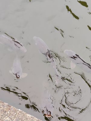 Shinjuku Gyoen National Garden by null Shinjuku Gyoen National Garden by null