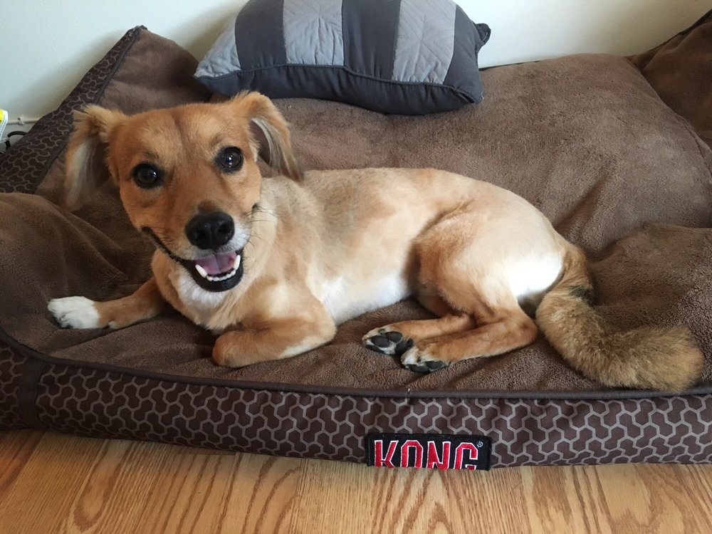 SHAGGY DOG GROOMING 23 Hurds Rd, Clintondale, NY Yelp