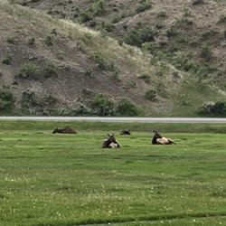 Gardiner Public Schools - Elk herd like the football field grass