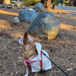 Fallen Leaf Campground - Just chilling