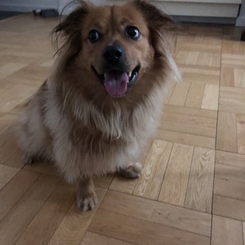 perfect paws pet spa