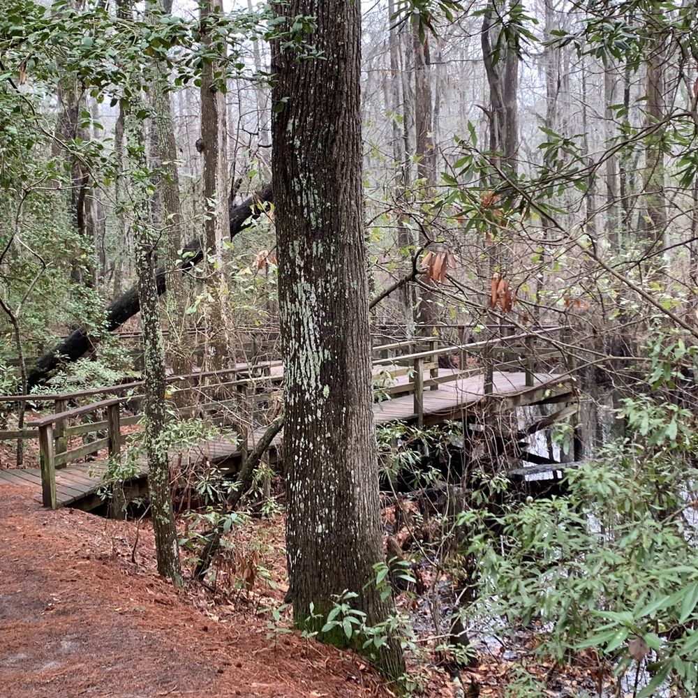 First Landing State Park - Pretty oaths - Parks Near Me - Virginia Beach, Virginia