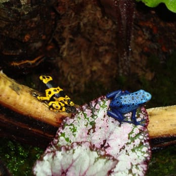 Preuss Pets - dart frogs purchased at Pruess Pets - Aquarium Services Near Me - Lansing, Michigan Preuss Pets - dart frogs purchased at Pruess Pets - Aquarium Services Near Me - Lansing, Michigan