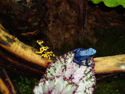 Preuss Pets by null