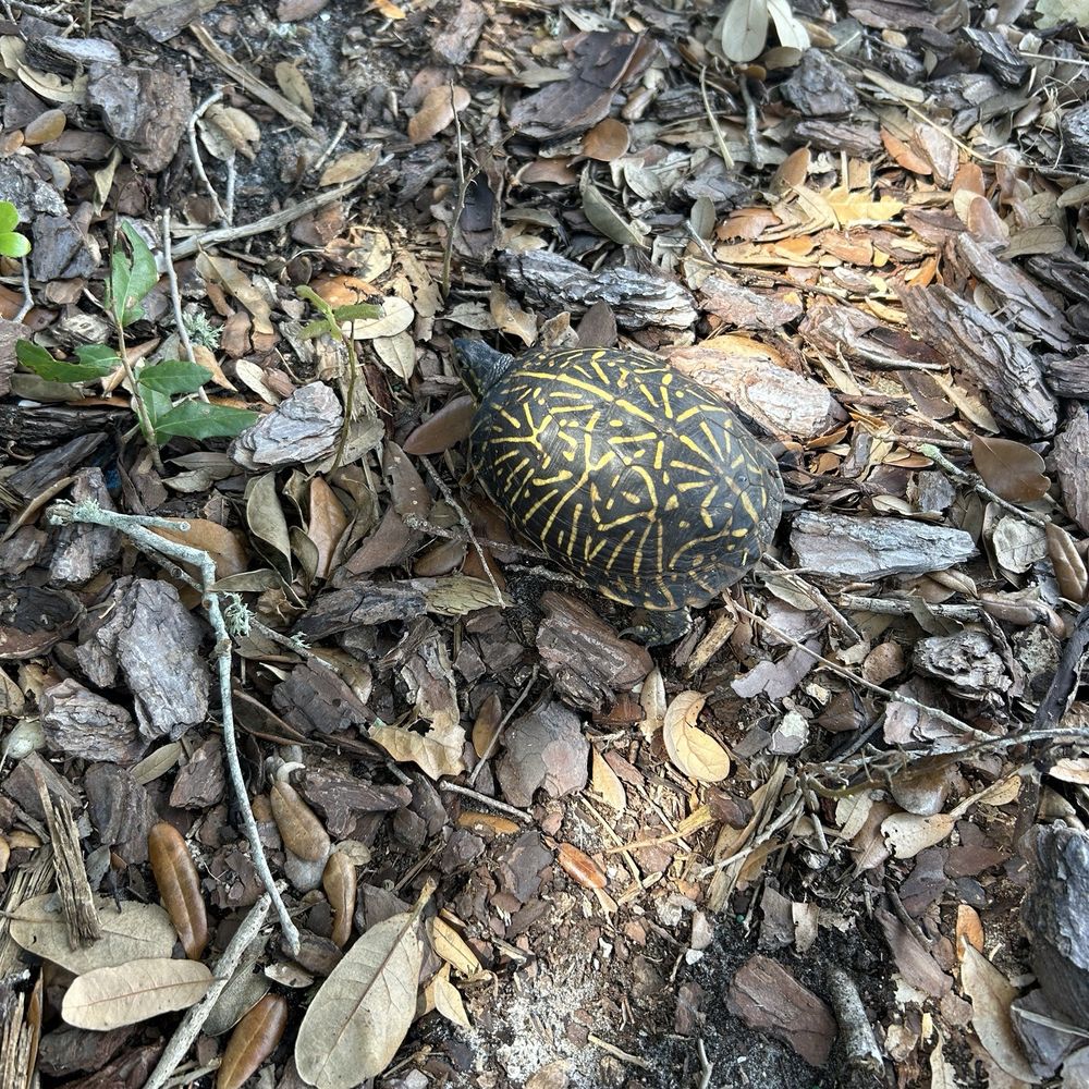 Smryna Dunes Park - Turtle crossing - Parks Near Me - New Smyrna Beach, Florida