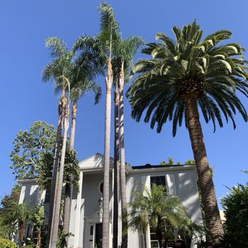 Redwood Arbor Care - Finished photo. They look so much better. - Tree Services Near Me Redwood Arbor Care - Finished photo. They look so much better. - Tree Services Near Me