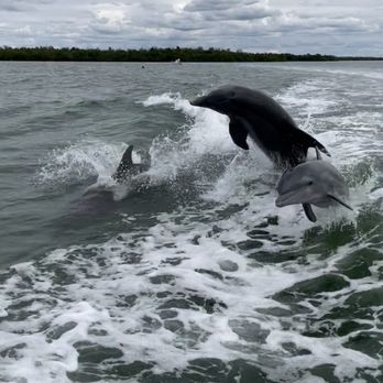 Wakeboard & Waterski Charters - Dolphins - Tubing Near Me - Marco Island, Florida Wakeboard & Waterski Charters - Dolphins - Tubing Near Me - Marco Island, Florida