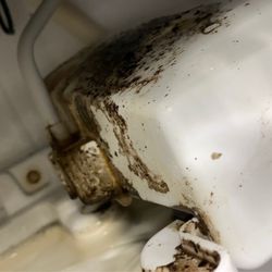 Phoenix Orange Beach - More mold
