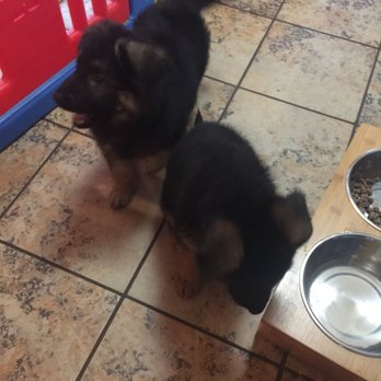My Body Guard Dogs - Pet Training Near Me - Marengo, Illinois