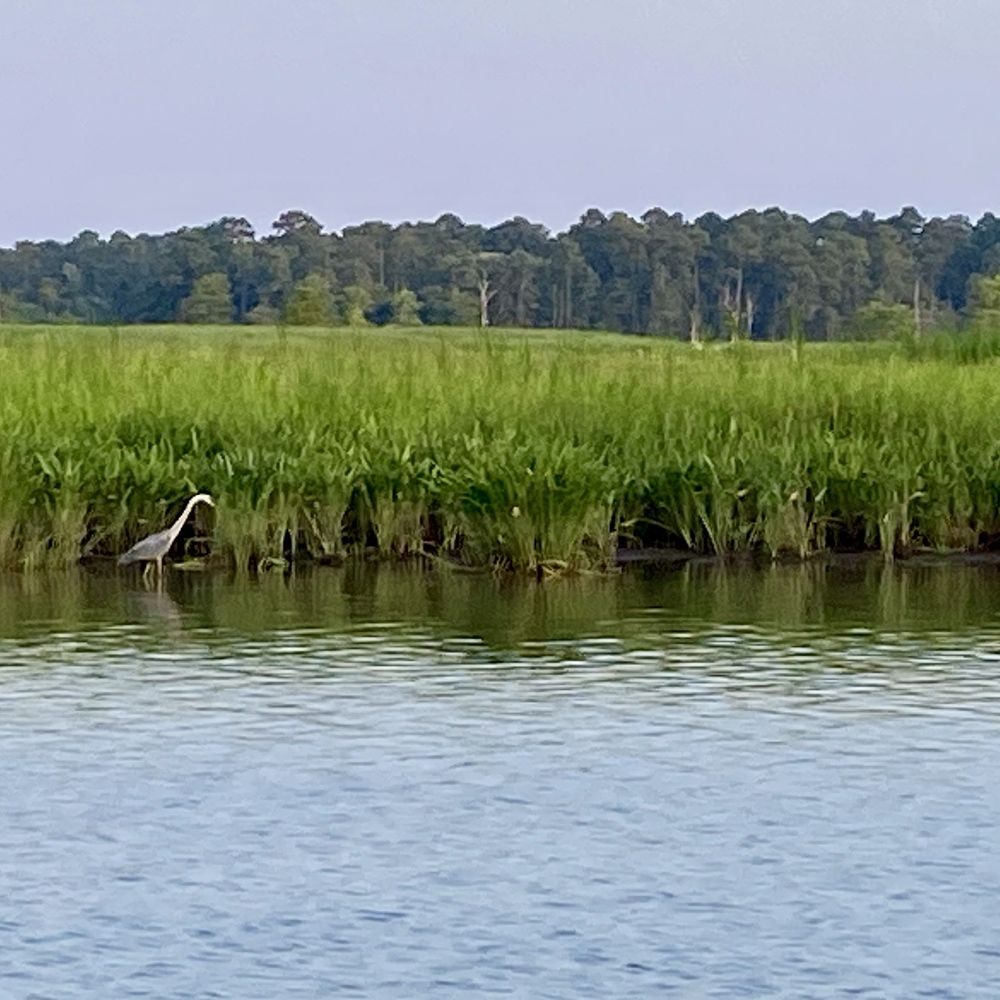 Jamestown Discovery - Great Blue Heron - Boat Tours Near Me - Williamsburg, Virginia Jamestown Discovery - Great Blue Heron - Boat Tours Near Me - Williamsburg, Virginia