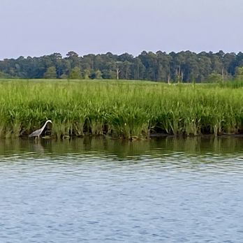 Jamestown Discovery - Great Blue Heron - Boat Tours Near Me - Williamsburg, Virginia Jamestown Discovery - Great Blue Heron - Boat Tours Near Me - Williamsburg, Virginia