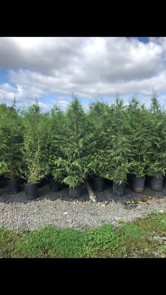 CLARKS NATIVE TREES Updated July 2024 33 Photos 3130 State Rte