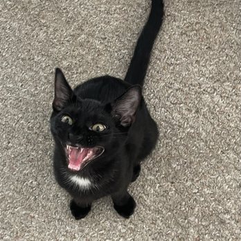 Last Hope Animal Rescue - Talking...those baby fangs! - Animal Shelters Near Me - Wantagh, New York