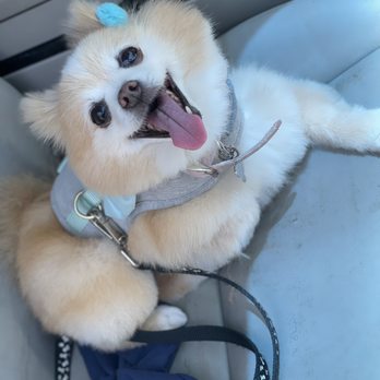 Dapper Tails - Pet Groomers Near Me Dapper Tails - Pet Groomers Near Me