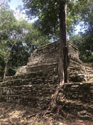 Zona Arqueológica de Muyil by null