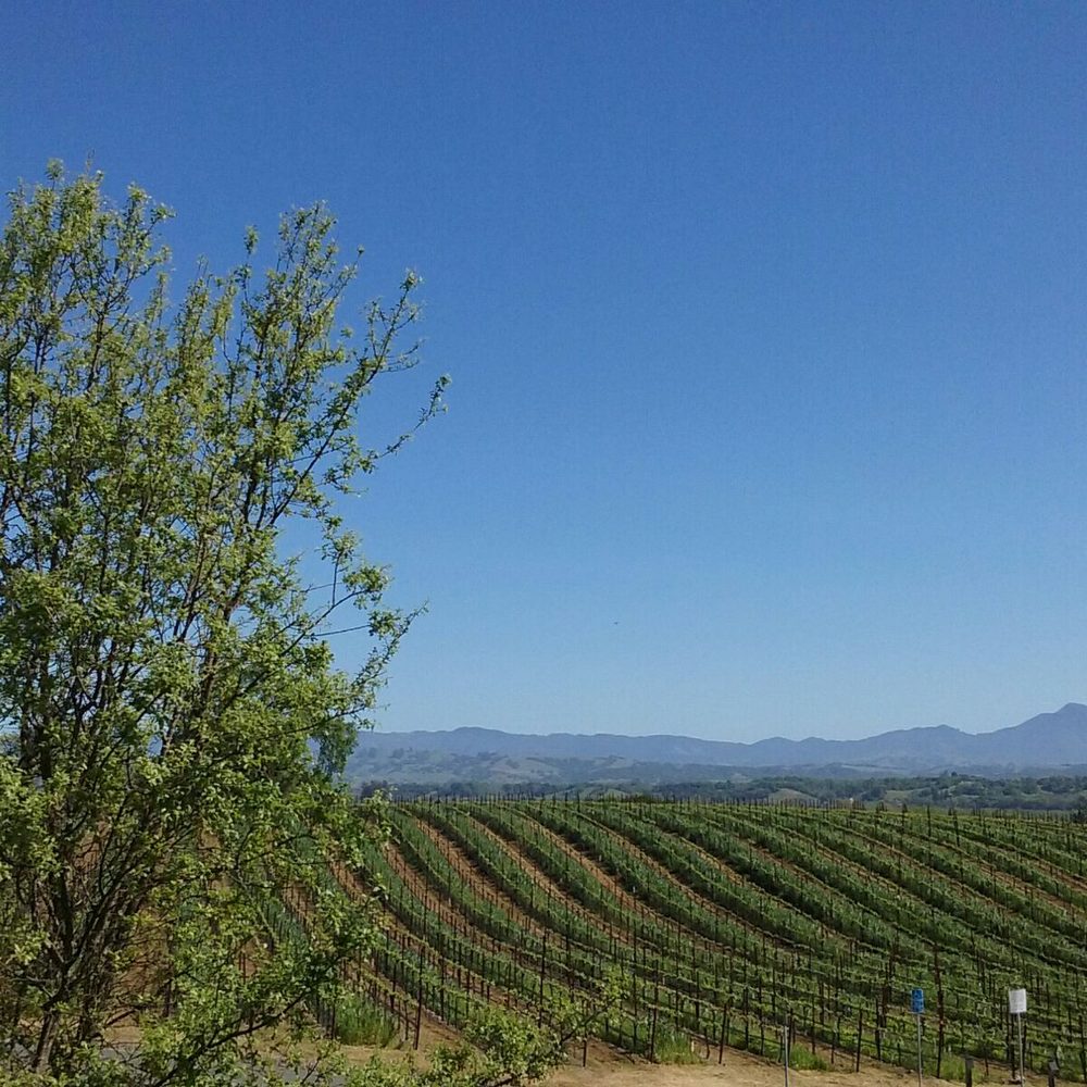 Williams Selyem Winery - Wineries Near Me - Healdsburg, California Williams Selyem Winery - Wineries Near Me - Healdsburg, California