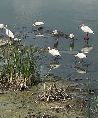 Leonabelle Turnbull Birding Center by null