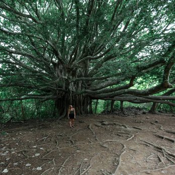 Pipiwai Trail - Hiking Near Me - Hana,, Hawaii