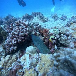 North Shore Dive Shop - Photo courtesy of Zoey: spotted eel