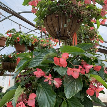 Nash's Garden Center - Nurseries & Gardening Near Me - Danielson, Connecticut Nash's Garden Center - Nurseries & Gardening Near Me - Danielson, Connecticut