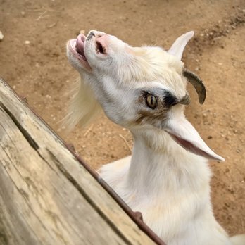 Nova Wild - goat pen - Petting Zoos Near Me - Vienna, Virginia