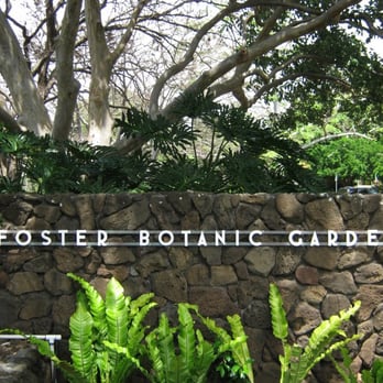 Foster Botanical Garden - Botanical Gardens Near Me - Honolulu, Hawaii Foster Botanical Garden - Botanical Gardens Near Me - Honolulu, Hawaii