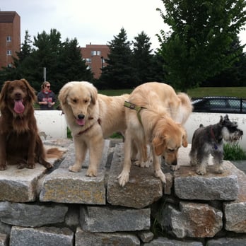Neighborhood Paws - Dog Walkers Near Me