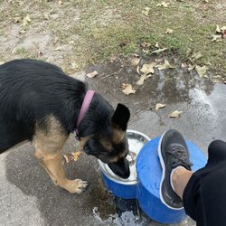 bark park south - Sweets loves the water fountain.