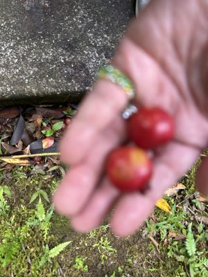 ʻAkaka Falls State Park by null