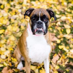 Zen Doggies - Roxy Girl!