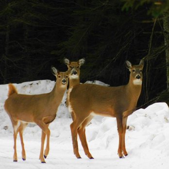 Cascade Vacation Rentals - The sweet neighbors that came to visit. - Vacation Rentals Near Me - Lutsen, Minnesota