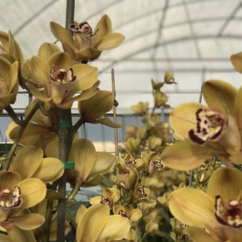 The Flower Fields - Venues & Event Spaces Near Me - Carlsbad, California The Flower Fields - Venues & Event Spaces Near Me - Carlsbad, California