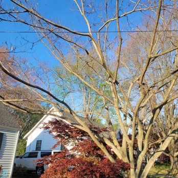 Castillo Tree Services & Landscaping - Mimosa tree up in my power lines and crowding my Japenese maple. - Tree Services Near Me Castillo Tree Services & Landscaping - Mimosa tree up in my power lines and crowding my Japenese maple. - Tree Services Near Me