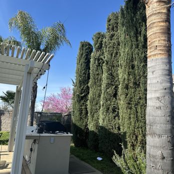 FB Tree Services - Looking good! - Tree Services Near Me - North Highlands, California
