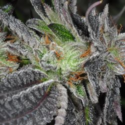 Green Dream Cannabis - Bubba Kush
