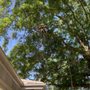 Photo of Saddletree