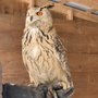 Photo of Hawkeye Bird and Animal Control