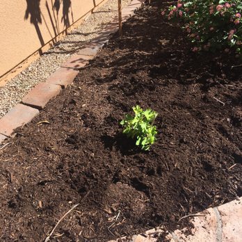 RSI Growers - Black Jack Fig Tree - Nurseries & Gardening Near Me - Glendale, Arizona RSI Growers - Black Jack Fig Tree - Nurseries & Gardening Near Me - Glendale, Arizona